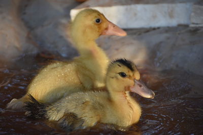 Close-up of a duck in water