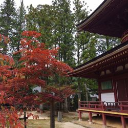 Trees in front of building