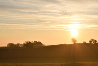 Trees on field against sky during sunset