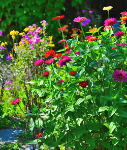 Close-up of pink flowers blooming outdoors