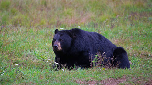 Close-up of black bear resting on field