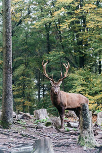 Deer standing in forest