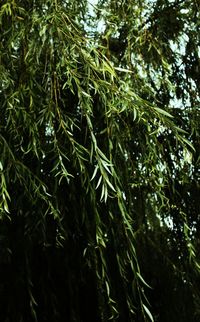 Full frame shot of bamboo trees