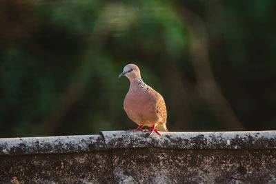 Close-up of bird perching on retaining wall