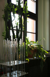 Close-up of potted plant at home