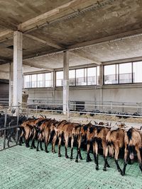 View of an animal in the window