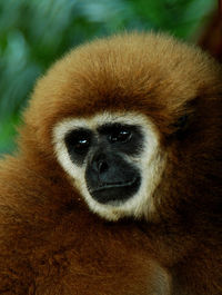 Close-up portrait of monkey