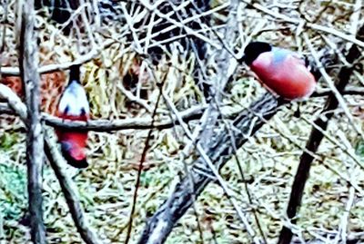 Close-up of red berries on tree branch