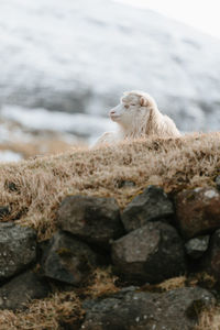 Monkey on rock