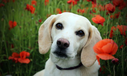 Portrait of labrador retriever sitting on poppy field