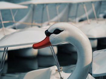 Close-up of swan in sea