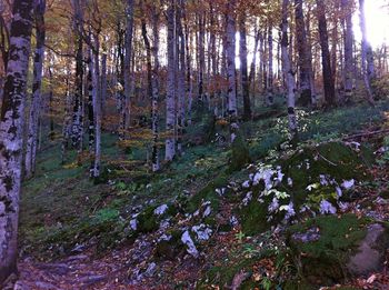 View of trees in forest