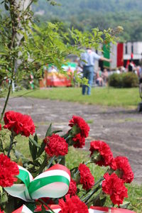 Close-up of red flowering plants