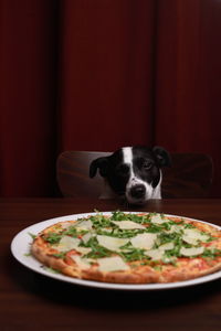 Close-up of dog enjoying pizza in italian restaurant