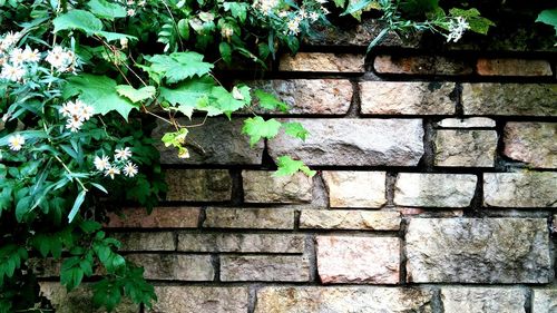 Plants growing on a wall