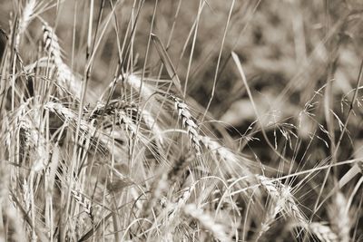 Close-up of crops on field