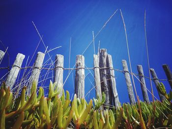 Low angle view of plants against blue sky