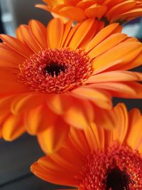 Close-up of orange flower blooming outdoors