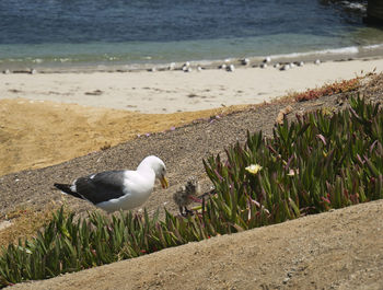 Seagull perching on a beach