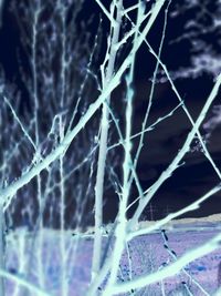 Close-up of snow on tree