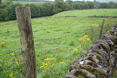 Close-up of yellow flowers growing in field