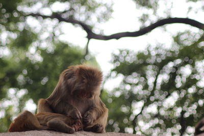 Low angle view of monkey