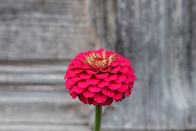 Close-up of red flower blooming outdoors