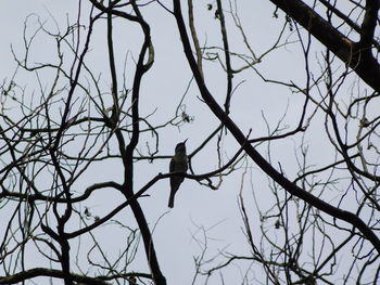 Low angle view of bird perching on bare tree