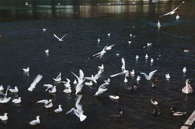 Flock of seagulls flying