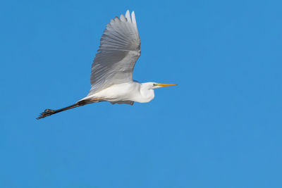 Great white egret blue sky