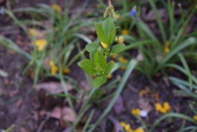 Close-up of fresh green plant