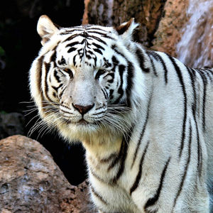 Close-up portrait of tiger