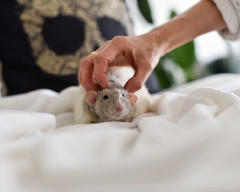 Midsection of person holding white teddy bear
