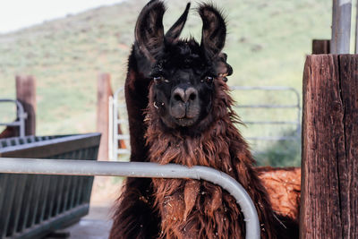 Portrait of alpacas standing by railing