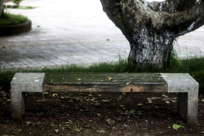 Close-up of tree trunk in park