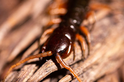 Close-up of insect on wood