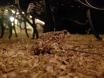 Close-up of lizard on land