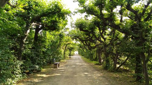 Footpath amidst trees in park