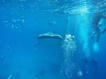 Fish swimming in sea