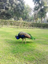 View of a bird on field