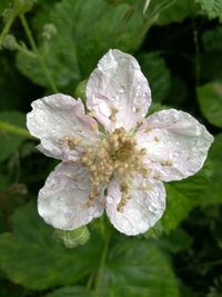 Close-up of white flowers
