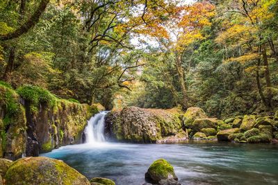 Scenic view of waterfall in forest