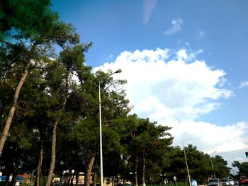 Low angle view of trees against blue sky