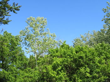 Low angle view of trees against blue sky