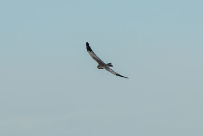 Low angle view of seagulls flying against clear sky