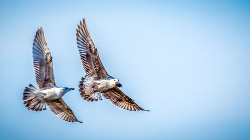 Low angle view of seagulls flying in sky