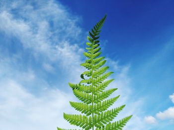 Low angle view of fern plant against sky