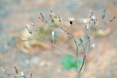 Close-up of flower buds