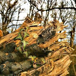 Close-up of dry leaves on tree trunk in forest