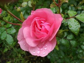 Close-up of pink rose